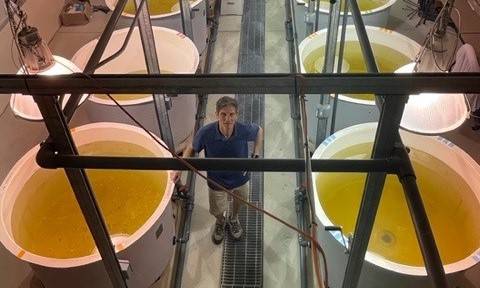 Dr. Al Steinman stands in AWRI's mesocosm tank facility.